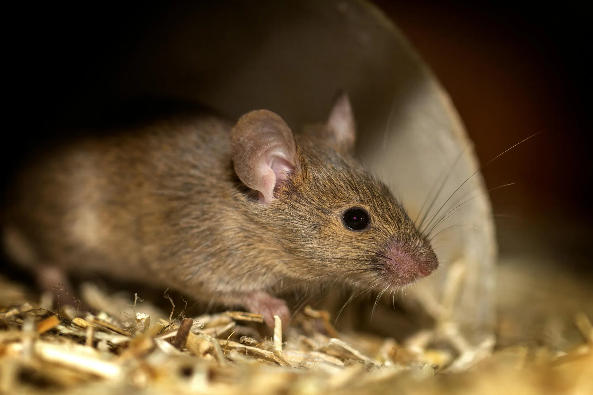 Apa Itu Hantavirus dan Bagaimana Pencegahannya?